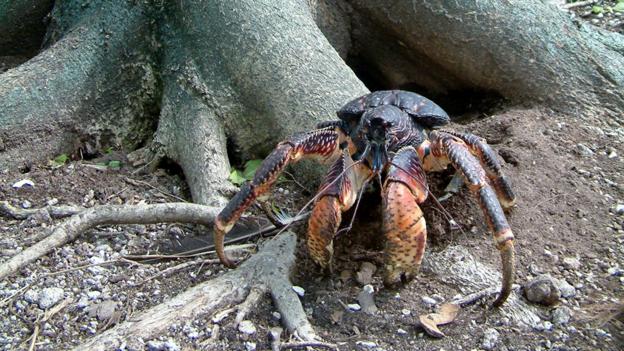 BBC - Earth - Coconut crabs are the biggest arthropods living on land
