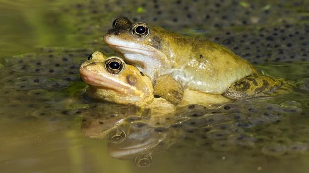 BBC - Earth - The mating habits of frogs in spring