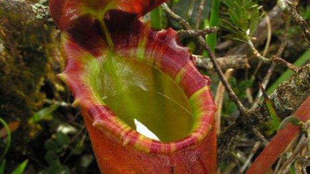 BBC - Earth - The giant plants that eat meat