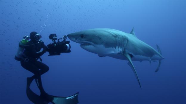 BBC - Earth - Filming the amazing great white shark hunt
