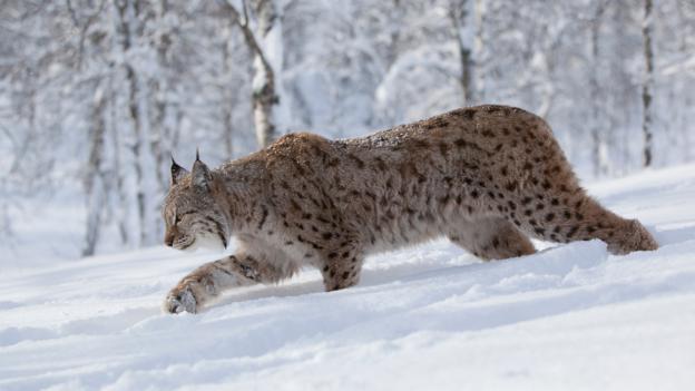 BBC - Earth - The rewilding plan that would return Britain to nature