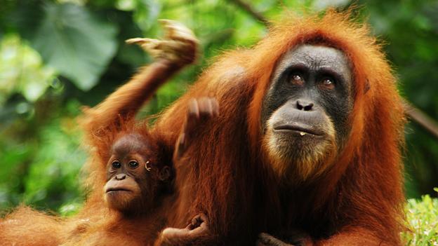 BBC - Earth - 10 astonishing animal parents