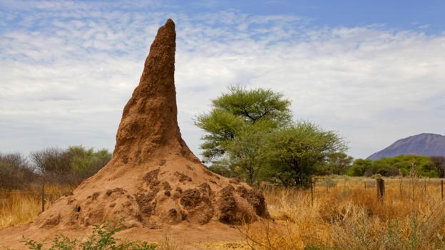 BBC - Earth - 2000-year-old termite mound found