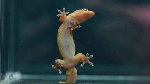 BBC - Earth - New gecko climbing secret revealed