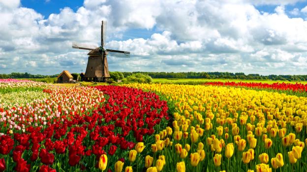Holland's tulip fields are reminiscent of the Yellow Brick Road (Credit: Credit: JacobH/istock)