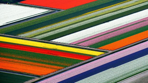 The Holland tulip fields turn into a patchwork quilt from above (Credit: Credit: Hollandluchtfoto/Getty)