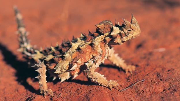 BBC - Earth - Meet the lizards that suck up rain with their skin