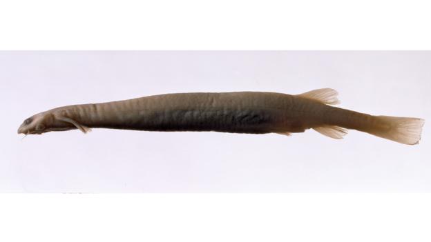 Candiru amazon river