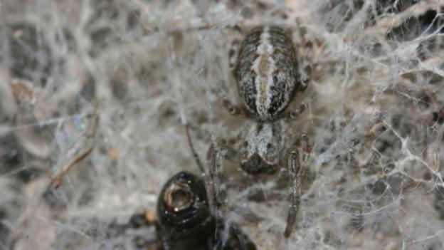 Stegodyphus sarasinorum spiders have personalities (Credit: Dinesh Rao, CC by 2.0)