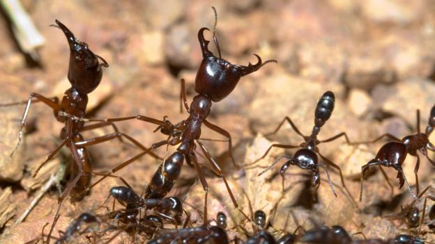 Driver ants are divided into strict castes (Credit: Redmond O. Durrell/Alamy Stock Photo)