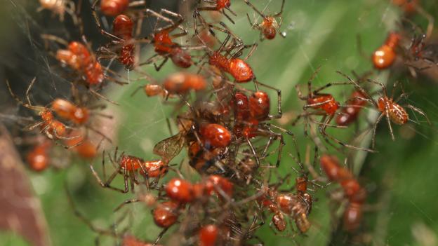 Anelosimus eximius are social spiders (Credit: Aaron Pomerantz/PeruNature.com)