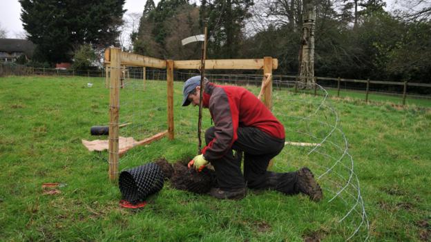 BBC - Earth - How rare apple trees are helping wildlife