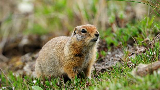 BBC - Earth - How one squirrel manages to survive being frozen