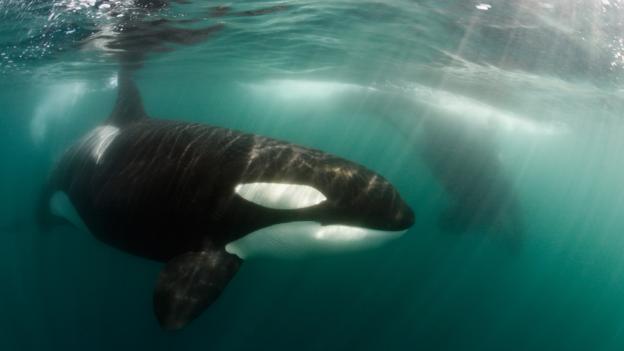 BBC - Earth - Why killer whales should not be kept in captivity