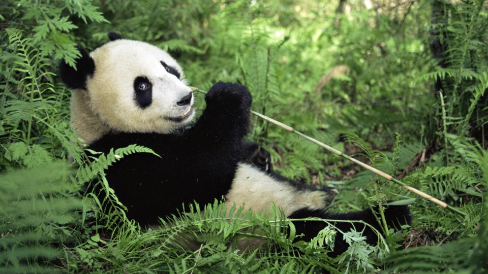 BBC - Earth - The acrobatic giant panda