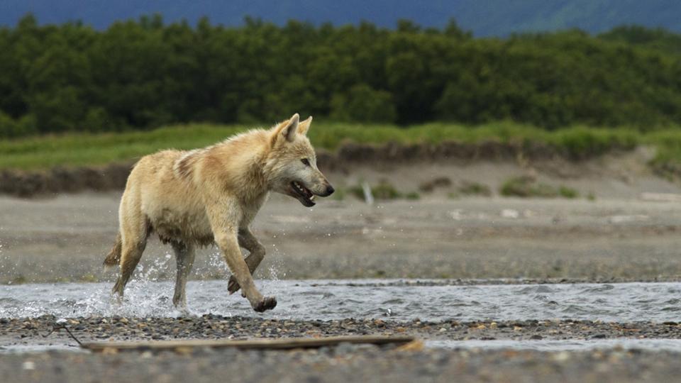 BBC - Earth - Wolves hunt down caribou