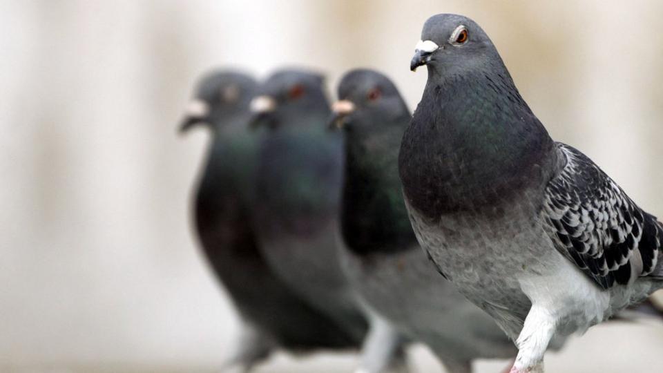 BBC - Earth - Pigeons