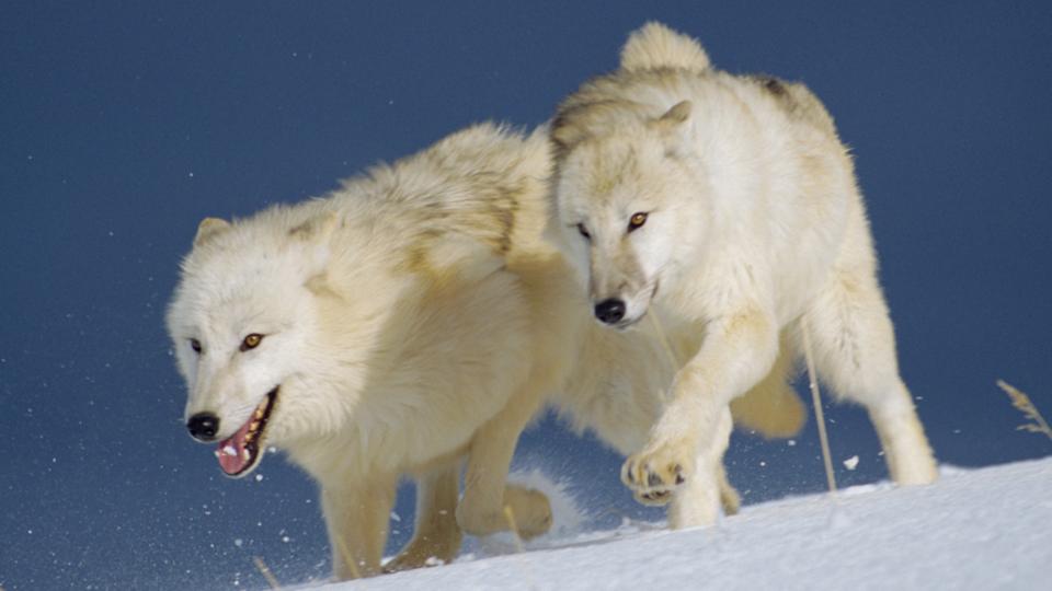 BBC - Earth - Eight surprising things you never knew about wolves