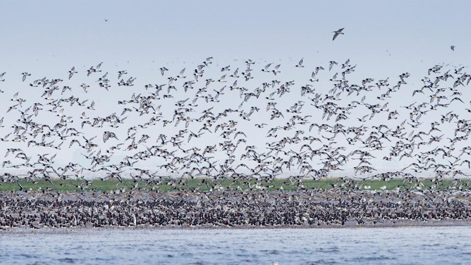 BBC - Earth - Estuary wading bird spectacle