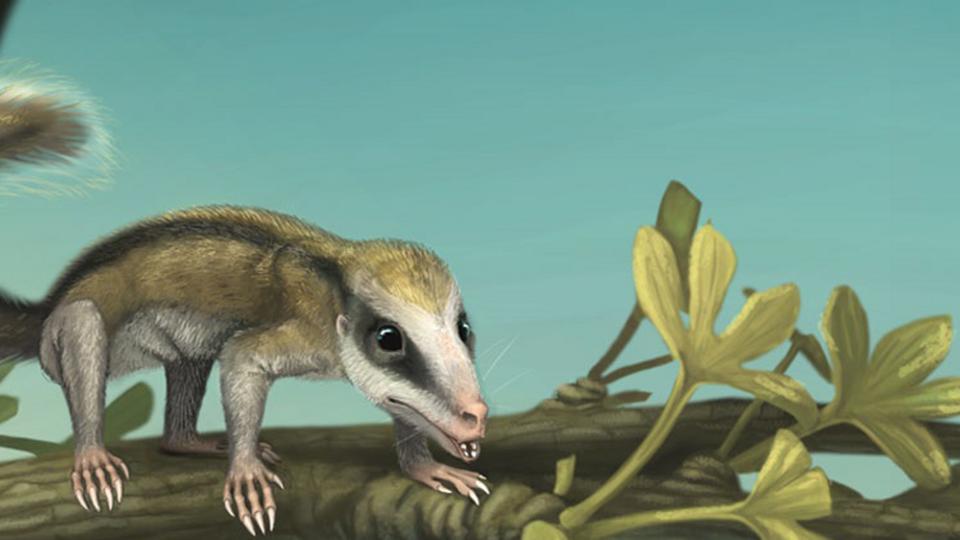 BBC - Earth - Early mammal fossils reveal remarkable diversity