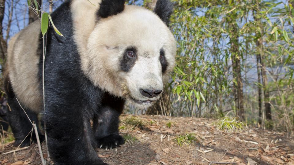 BBC - Earth - The truth about giant pandas