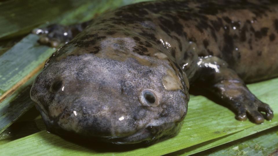 BBC - Earth - Amazing Chinese giant salamanders are bigger than you