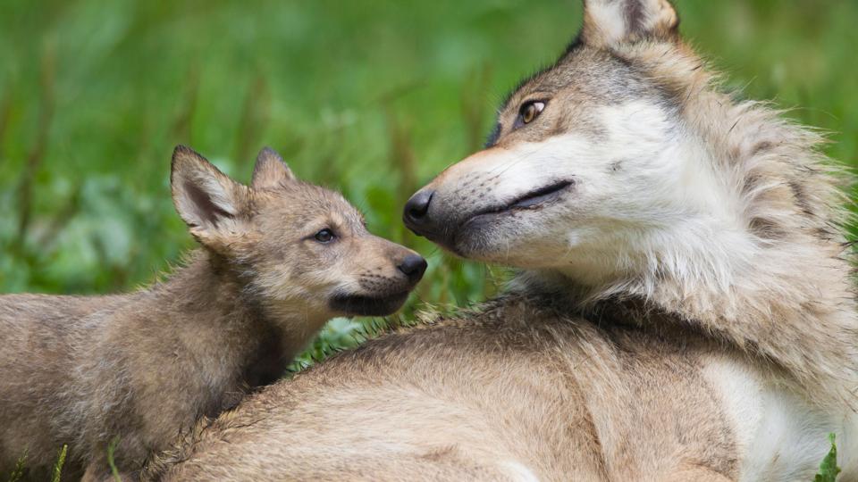 BBC - Earth - Wolves make great foster parents