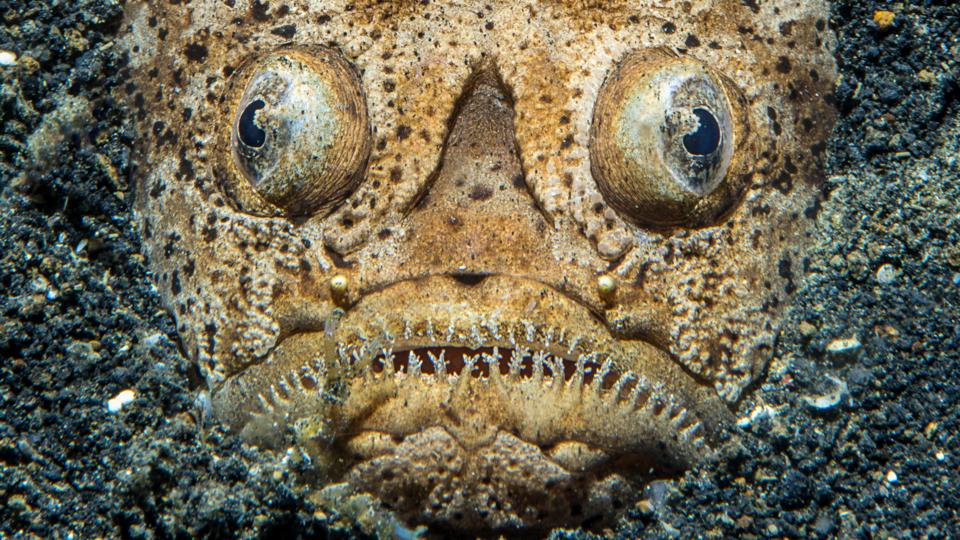 BBC - Earth - Weird and wonderful photo quiz