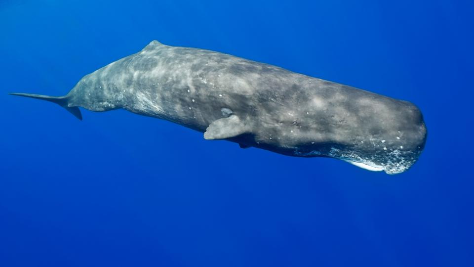 BBC - Earth - Amazing encounter with huge whale