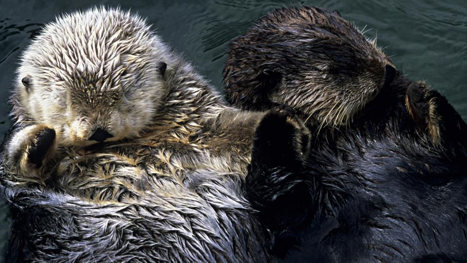 BBC - Earth - Animals’ extraordinary sleeping strategies