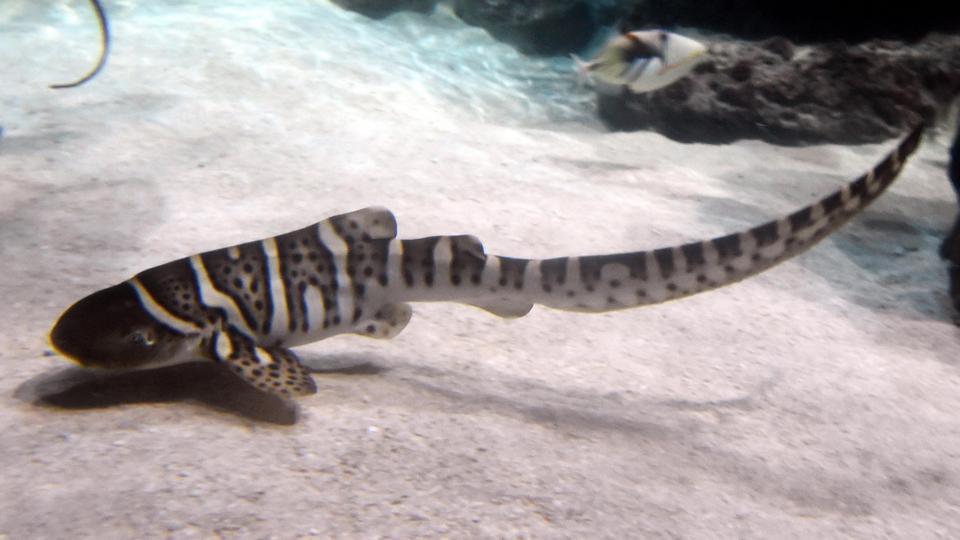 BBC - Earth - The shark that looks like a snake