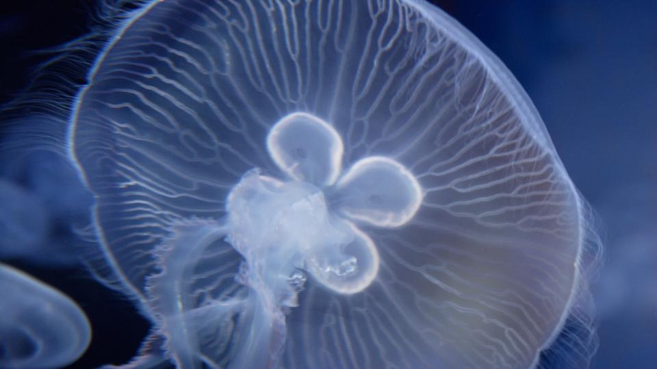 BBC - Earth - Injured jellyfish can shapeshift