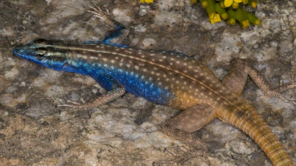 BBC - Earth - New colourful lizard named after Sir David Attenborough