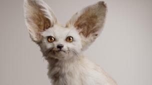The Strange Sheep That Baffled Scientists Bbc Future