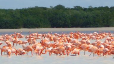 A principal atração da Celestun Biosphere é a colônia de flamingos que terminam sua migração de inverno em suas salinas lamacentas.  (Rebecca Conan) (Crédito: Rebecca Conan)