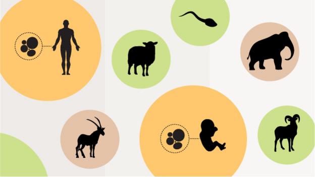 BBC Future Cloning timeline Which animals and when?