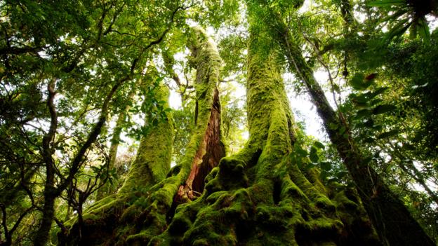 Bbc Travel Exploring Queensland S Rainforest Hinterland