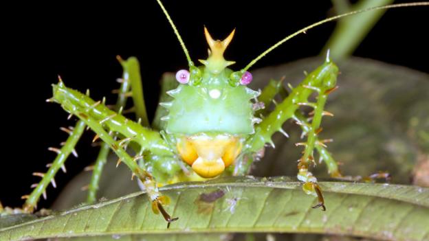 BBC - Earth - Weird animals of the Andean cloud forests