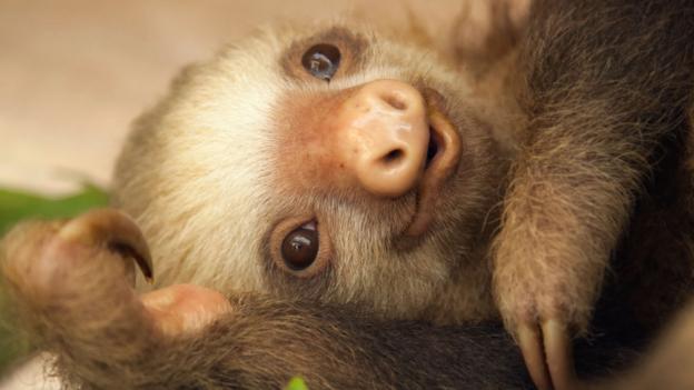 Sloths slow and why
