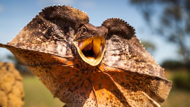 Look the lizard in the sun. Плащеносная ящерица. Плащеносная ящерица висит. Look the lizard in the sun. Плащеносная ящерица. Плащеносная ящерица висит.