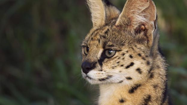 BBC - Earth - 7 of Africa's forgotten wild cats