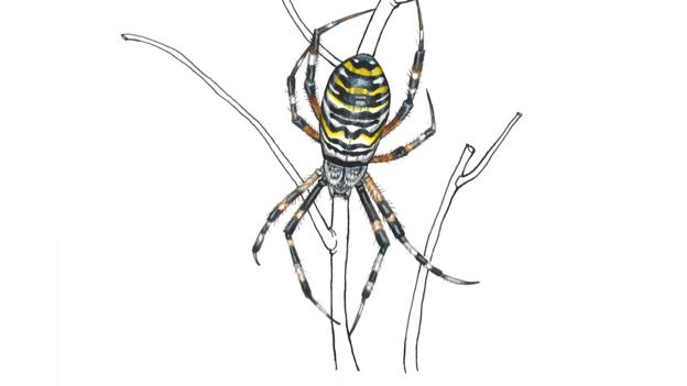 Bbc Earth Get Involved Spotting Wasp Spiders