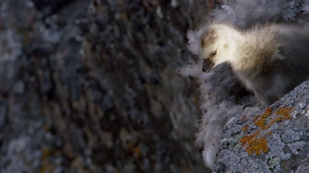 Bbc Earth Barnacle Gosling S Terrifying Cliff Tumble