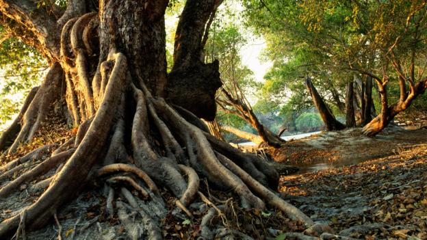 Bbc Earth Why Some Trees Evolved To Live Underground