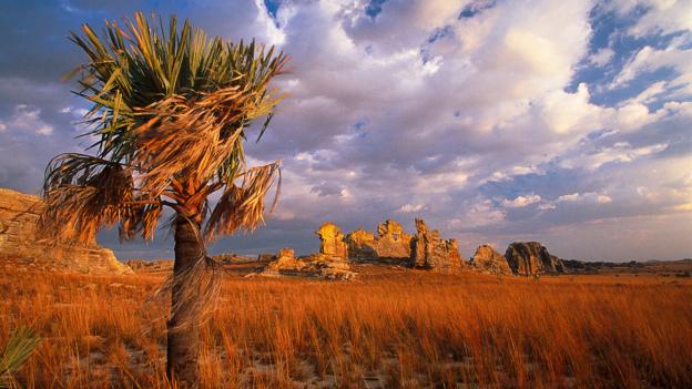 BBC - Earth - The 9 rarest plants in the world