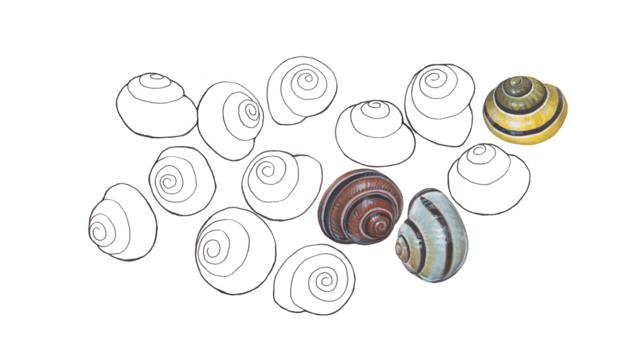 considering the snail | Considering the Snail The snail 