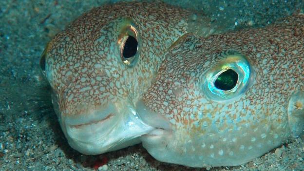 BBC - Earth - New pufferfish species named