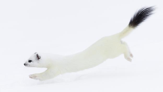 7 Animals That Turn White In Winter Britannica Stoat Ermine Short Tailed Weasel