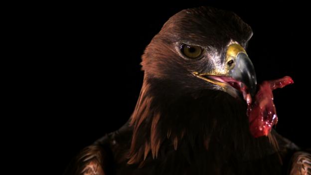 Bbc Earth Flight Of A Golden Eagle In Amazing Slow Motion