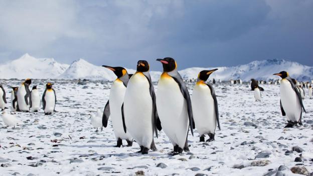 BBC - Earth - How many penguins can you count today?
